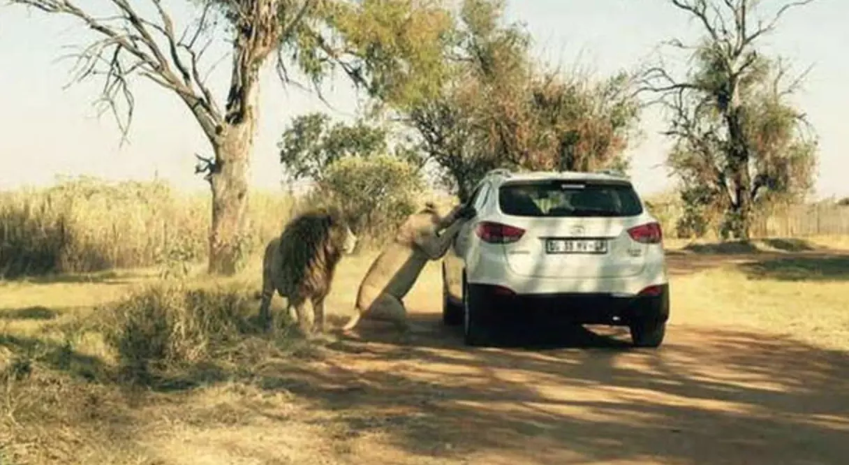 शेरनी के मुंह से टपक रहा था खून, लड़की को ऐसे चबाकर मार डाला शेरनी के मुंह से टपक रहा था खून, लड़की को ऐसे चबाकर मार डाला