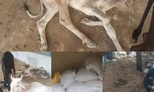 UP Gaushala Special Story: गोवंश की दुर्दशा आधा पेट मिलता है सूखा भूसा UP Gaushala Special Story: गोवंश की दुर्दशा आधा पेट मिलता है सूखा भूसा