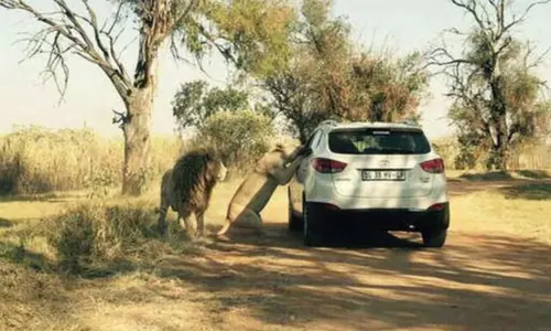 शेरनी के मुंह से टपक रहा था खून, लड़की को ऐसे चबाकर मार डाला शेरनी के मुंह से टपक रहा था खून, लड़की को ऐसे चबाकर मार डाला
