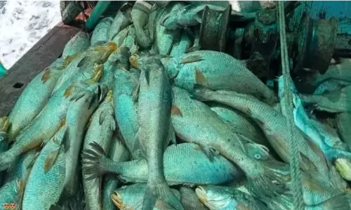 एक मछुआरे को सी गोल्ड मछली ने चंद मिंटो में बनाया करोड़पति