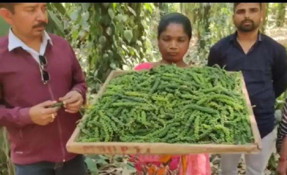 काली मिर्च की खेती बन रही है बस्तर के आदिवासी किसानों की ठोस आय का साधन