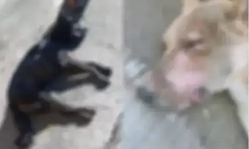 5 कुत्तों के मुंह में एसिड डाला, तड़प-तड़पकर सभी की मौत, केस दर्ज 5 कुत्तों के मुंह में एसिड डाला, तड़प-तड़पकर सभी की मौत, केस दर्ज