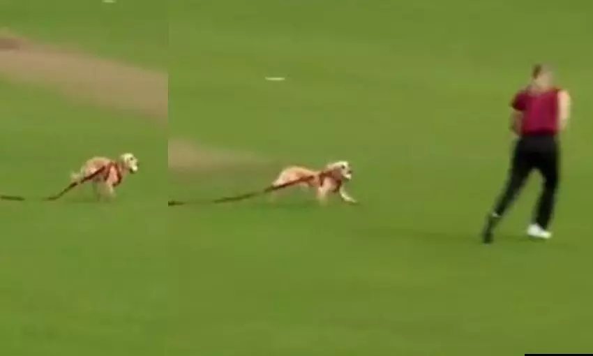 मजेदार VIDEO वायरल, जब खेल के दौरान बॉल लेकर भागने लगा कुत्ता,