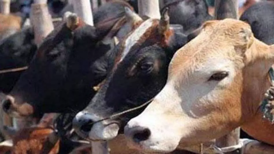 गौ भक्त शिवराज का सांड नसबन्दीअभियान बीच में रोका गया