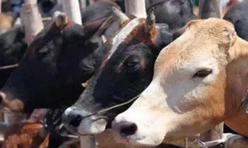 गौ भक्त शिवराज का सांड नसबन्दीअभियान बीच में रोका गया गौ भक्त शिवराज का सांड नसबन्दीअभियान बीच में रोका गया