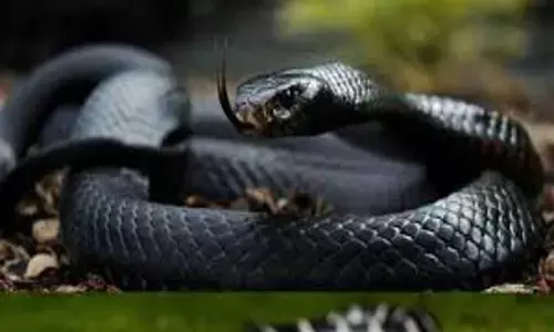 सांप के काटने से पिता और पुत्र की हुई मौत, परिजनों में मचा कोहराम सांप के काटने से पिता और पुत्र की हुई मौत, परिजनों में मचा कोहराम
