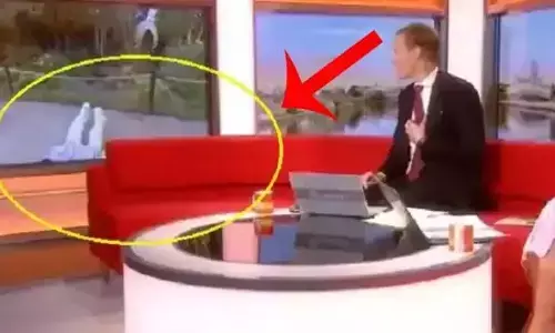 लाइव रिपोर्टिंग के दौरान महिला रिपोर्टर के साथ कुत्ता करने लगा ऐसा, देखें वीडियो