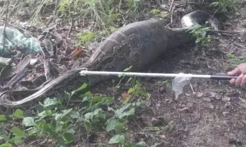 अजगर ने निगला नील गाय का बच्चा अजगर ने निगला नील गाय का बच्चा