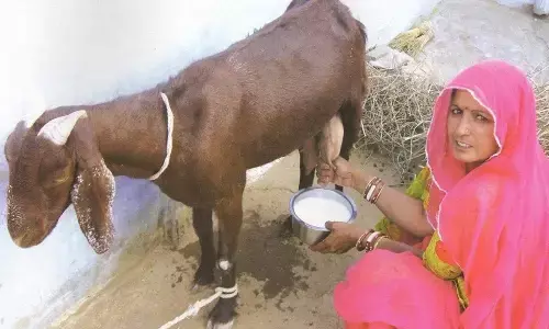 यहां बकरी का दूध हो गया 300 रुपये लीटर यहां बकरी का दूध हो गया 300 रुपये लीटर
