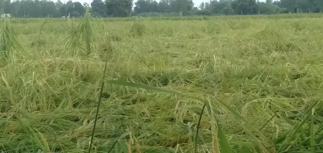उत्तर प्रदेश: किसान की हालत और व्यवस्था के दावे! उत्तर प्रदेश: किसान की हालत और व्यवस्था के दावे!