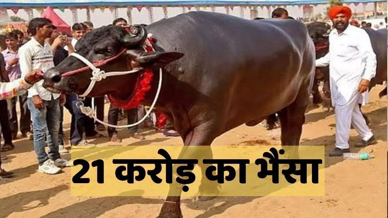 21 करोड़ के सुल्तान की हार्ट अटैक से मौत, हर साल कमाकर देता था करोड़ों रुपए 21 करोड़ के सुल्तान की हार्ट अटैक से मौत, हर साल कमाकर देता था करोड़ों रुपए