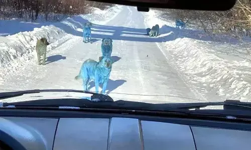 कुत्तों का रंग अचानक हुआ नीला, 4 साल पहले भारत में भी हुई थी ऐसी घटना