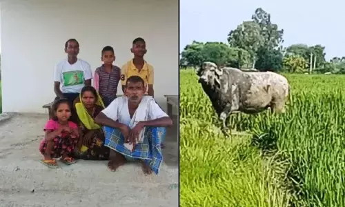 गुस्साया भैंसा किसान के दरवाजे पर बैठा, पुलिस ने किया मौका मुआयना गुस्साया भैंसा किसान के दरवाजे पर बैठा, पुलिस ने किया मौका मुआयना