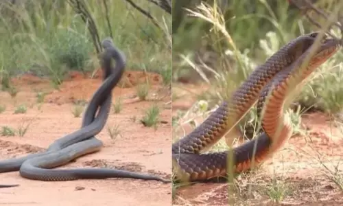 рдПрдХ рдирд╛рдЧрд┐рди рдХреЗ рд▓рд┐рдП рддреАрди рдирд╛рдЧреЛрдВ рдиреЗ рдХреА рдЬрдмрд░рджрд╕реНрдд рд▓рдбрд╝рд╛рдИ, рд╕рд╛рдВрдк рдкрдХреЬрдиреЗ рд╡рд╛рд▓реЛрдВ рдиреЗ рдХрд┐рдпрд╛ рдмрдбрд╝рд╛ рджрд╛рд╡рд╛ рдПрдХ рдирд╛рдЧрд┐рди рдХреЗ рд▓рд┐рдП рддреАрди рдирд╛рдЧреЛрдВ рдиреЗ рдХреА рдЬрдмрд░рджрд╕реНрдд рд▓рдбрд╝рд╛рдИ, рд╕рд╛рдВрдк рдкрдХреЬрдиреЗ рд╡рд╛рд▓реЛрдВ рдиреЗ рдХрд┐рдпрд╛ рдмрдбрд╝рд╛ рджрд╛рд╡рд╛