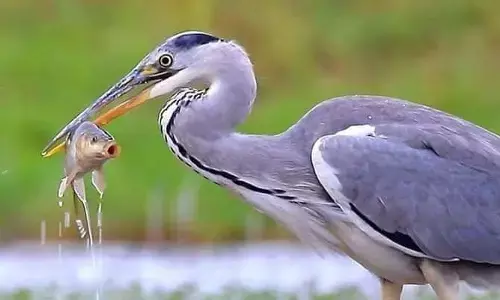 मछलियों का सरदार बोला...ये बगुले तुम हमारे लिए क्या करोगे...? मछलियों का सरदार बोला...ये बगुले तुम हमारे लिए क्या करोगे...?