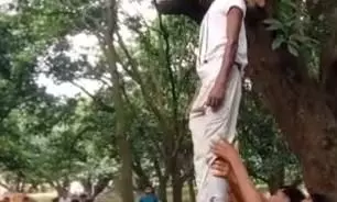 पेड़ पर लाश देख हैरान हुए लोग पेड़ पर लाश देख हैरान हुए लोग