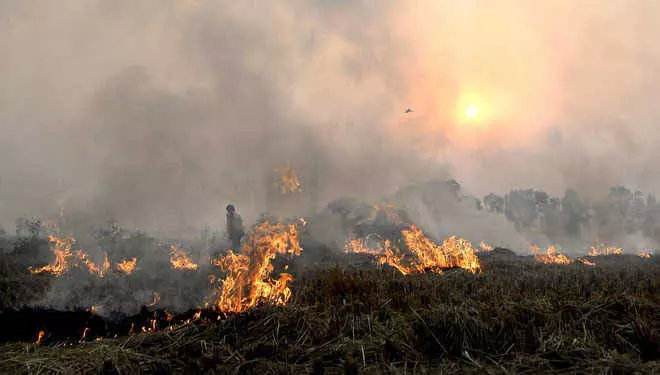 पंजाब, हरियाणा और उत्तर प्रदेश में धान की पराली में काफी कमी होने की उम्मीद, प्रदूषण से मिलेगी राहत