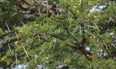 बबूल के वृक्ष पर कांटों का उत्पादन बबूल के वृक्ष पर कांटों का उत्पादन