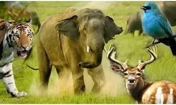 उत्तराखंड में जिम कॉर्बेट नेशनल पार्क का नाम बदलकर रामगंगा नेशनल पार्क किया जा सकता है