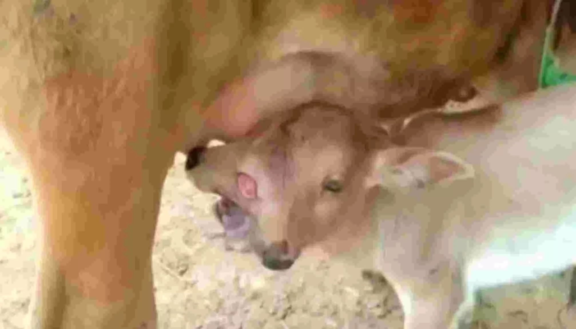 VIDEO : नवरात्रि में गाय ने दिया अनोखे बछड़े को जन्म, दो सिर और तीन आंखें, स्थानीय लोगों ने कर दी पूजा शुरू VIDEO : नवरात्रि में गाय ने दिया अनोखे बछड़े को जन्म, दो सिर और तीन आंखें, स्थानीय लोगों ने कर दी पूजा शुरू