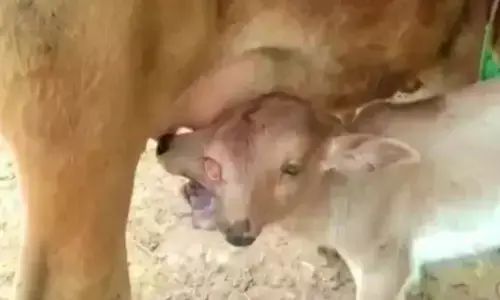 VIDEO : नवरात्रि में गाय ने दिया अनोखे बछड़े को जन्म, दो सिर और तीन आंखें, स्थानीय लोगों ने कर दी पूजा शुरू VIDEO : नवरात्रि में गाय ने दिया अनोखे बछड़े को जन्म, दो सिर और तीन आंखें, स्थानीय लोगों ने कर दी पूजा शुरू