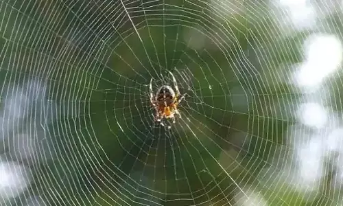 संक्रमण काल: उत्तर-मानववाद की आहट संक्रमण काल: उत्तर-मानववाद की आहट