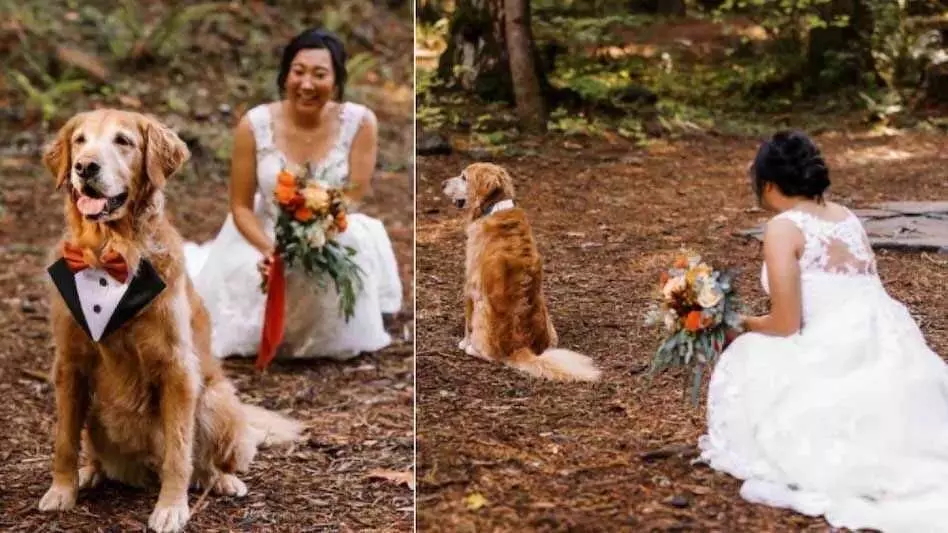 पति की जगह महिला ने कुत्ते के साथ कराया वेडिंग शूट, देखें वायरल तस्वीरें