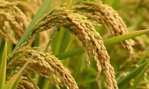 धान अधिप्राप्ति को लेकर सभी आवश्यक तैयारी पूरा करने का डीएम का निर्देश धान अधिप्राप्ति को लेकर सभी आवश्यक तैयारी पूरा करने का डीएम का निर्देश