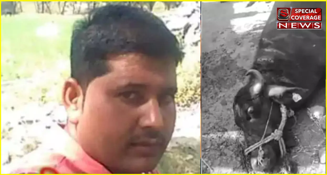 मध्यप्रदेश में भैंसे ने ली मालिक की जान, ग्रामीणों ने भैंसे को पांच गोलियां मारीं हुई मौत मध्यप्रदेश में भैंसे ने ली मालिक की जान, ग्रामीणों ने भैंसे को पांच गोलियां मारीं हुई मौत