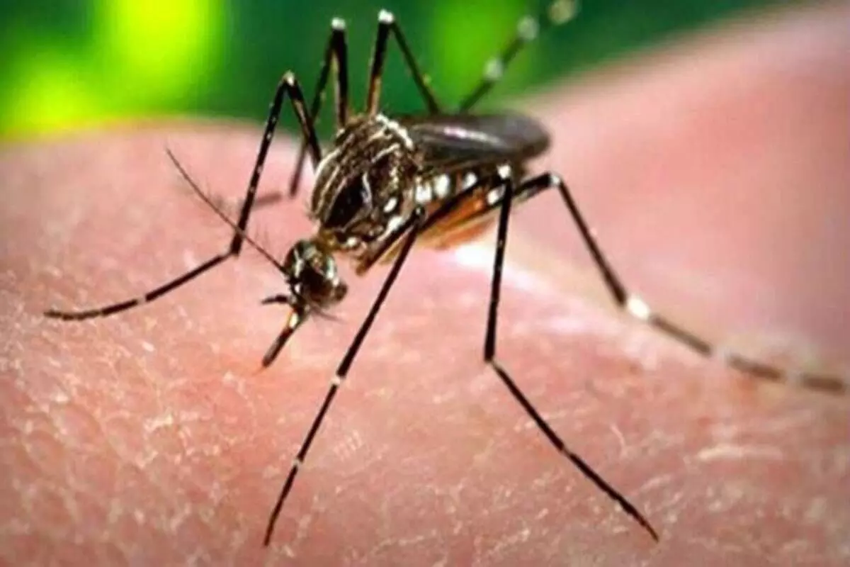 Zika Virus in Kanpur: यूपी के कानपुर में जीका वायरस के 30 और नए मामले, दहशत फैली