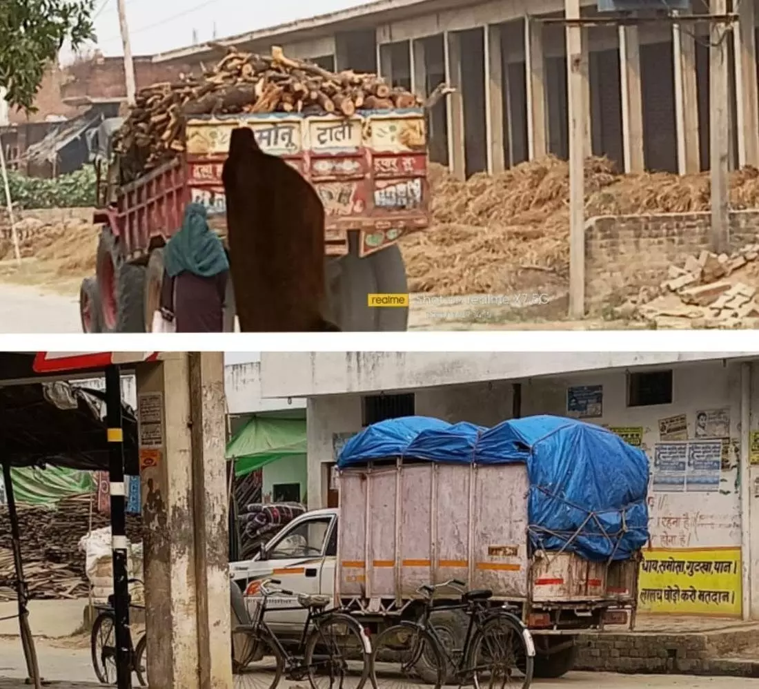 दर्जनों लकड़ी माफिया दर्जनों मजदूर लेकर हरे फलदार पेड़ों के कटान में है लिप्त