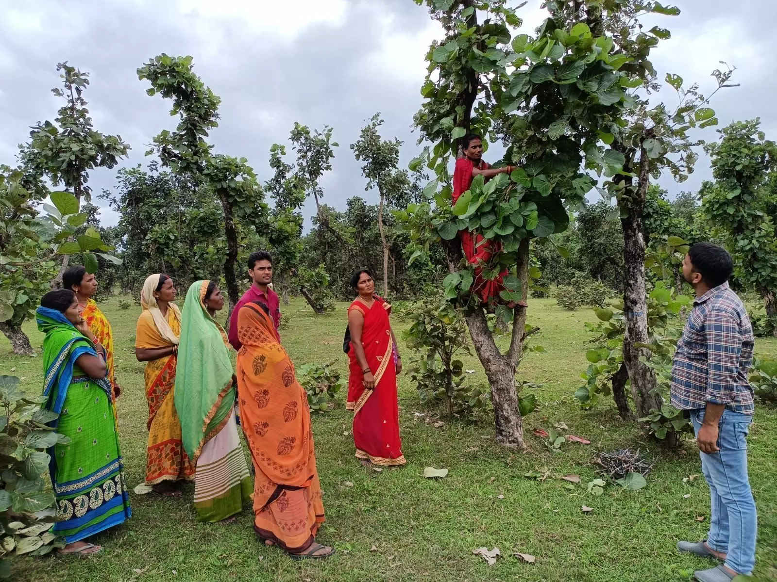 लौटने लगा है एशिया प्रसिद्ध पलामू के लाह बगान का गौरव