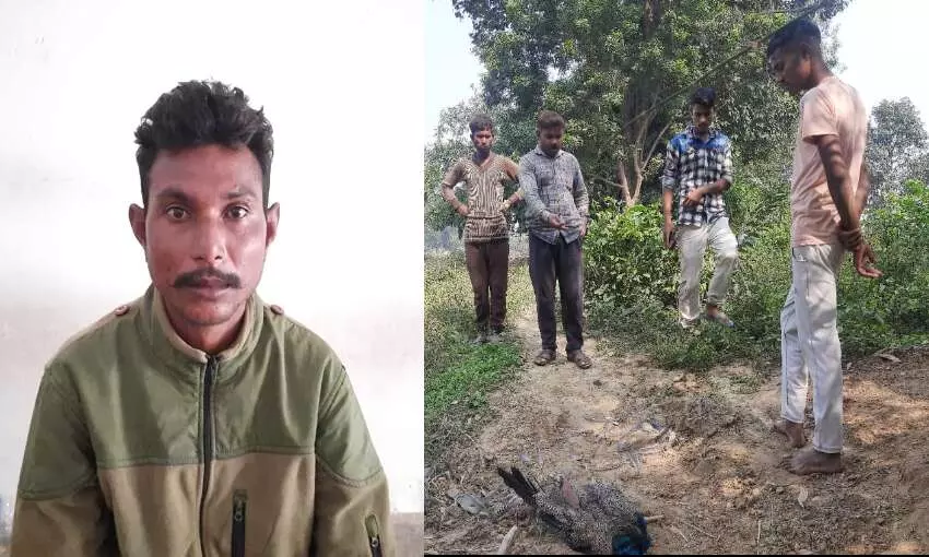 राष्ट्रीय पक्षी की हत्या कर भाग रहे युवक को ग्रामीणों ने दबोचा राष्ट्रीय पक्षी की हत्या कर भाग रहे युवक को ग्रामीणों ने दबोचा