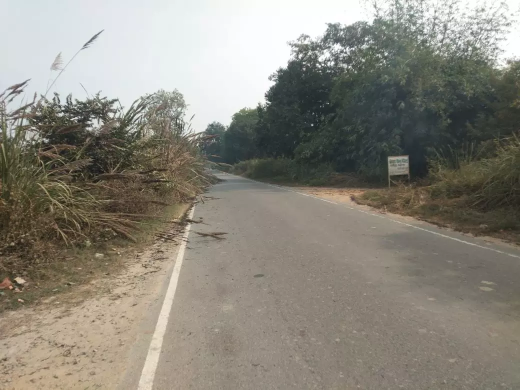 सड़क के दोनों तरफ उगे खरपतवार दे रहे दुर्घटना को दावत सड़क के दोनों तरफ उगे खरपतवार दे रहे दुर्घटना को दावत