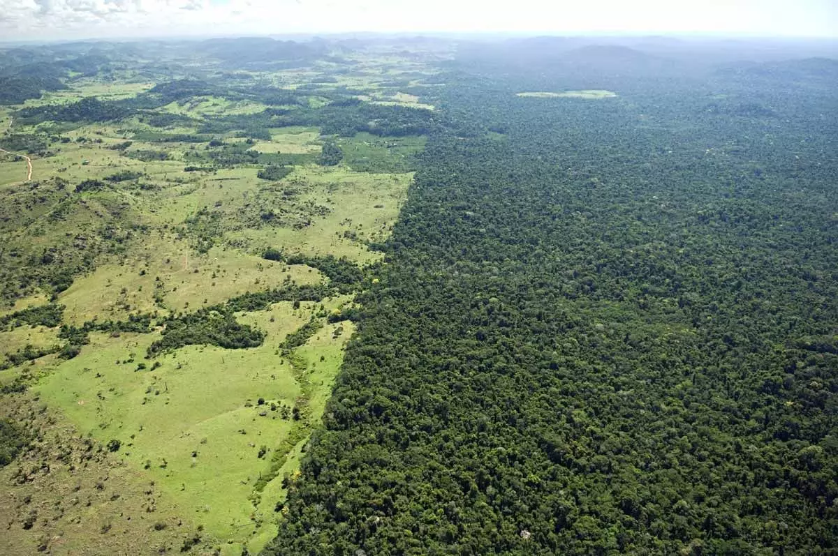 REDD+ कार्बन फाइनेंस से जुड़ी अस्‍पष्‍टता को दूर करना बेहद ज़रूरी: विशेषज्ञ