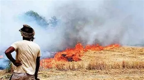 पराली की उपयोगिता समझें, जानिए कैसे इन मुख्य बातों से!