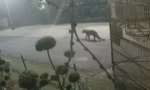 गाजियाबाद के पॉश इलाके में घूम रहा तेंदुआ का वीडियो वायरल गाजियाबाद के पॉश इलाके में घूम रहा तेंदुआ का वीडियो वायरल