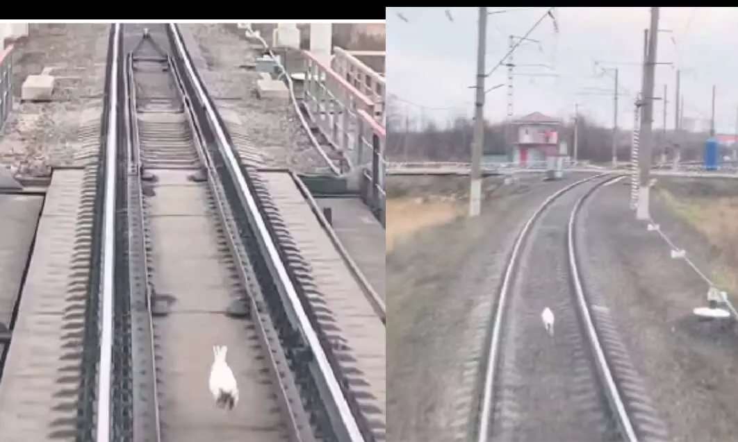 वायरल हुआ वीडियो: रेलवे ट्रैक पर चलती ट्रेन के आगे-आगे दौड़ रहा खरगोश, फिर...