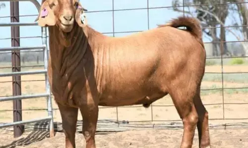 ऑस्ट्रेलिया में 15 लाख रुपए में बिका बकरा, खरीदने वाला बोला- यह गजब का स्टायलिश