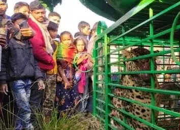 आखिरकार 14 दिन बाद वन विभाग के पिंजरे में कैद हुआ खूंखार तेंदुआ