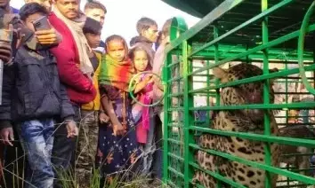 आखिरकार 14 दिन बाद वन विभाग के पिंजरे में कैद हुआ खूंखार तेंदुआ आखिरकार 14 दिन बाद वन विभाग के पिंजरे में कैद हुआ खूंखार तेंदुआ