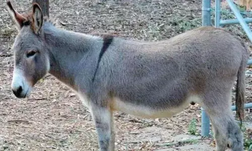 भारत 10 हजार रुपये लीटर बिक रहा गधी का दूध, कोरोना के मरीज की इम्युनिटी बढ़ाने का दावा