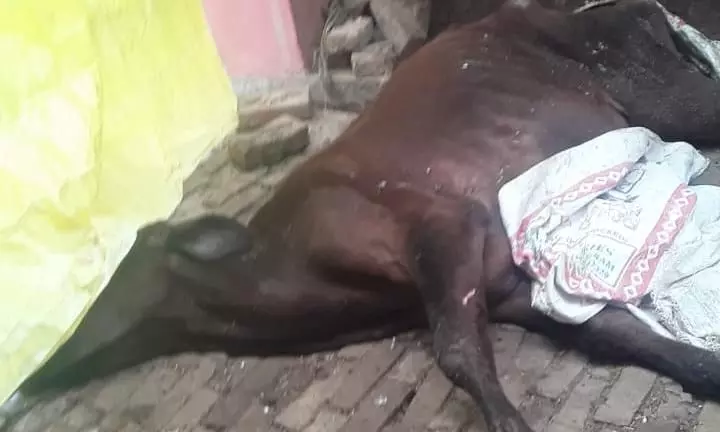 गिरधरपुर गढ़ी गौशाला में आए दिन हो रही गाय की मौत
