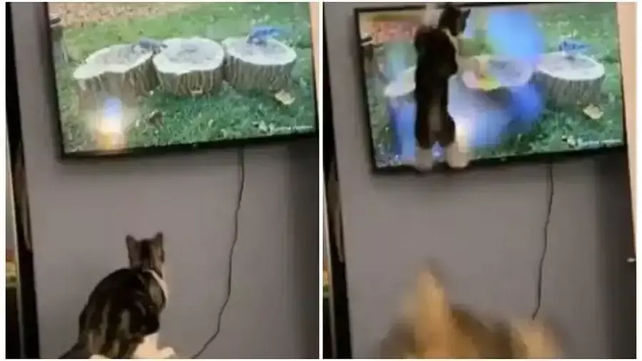 Viral: टीवी पर चिड़िया को देखकर बिल्ली ने लगाई ऐसी छलांग, वीडियो देख छूट गई लोगों की हंसी