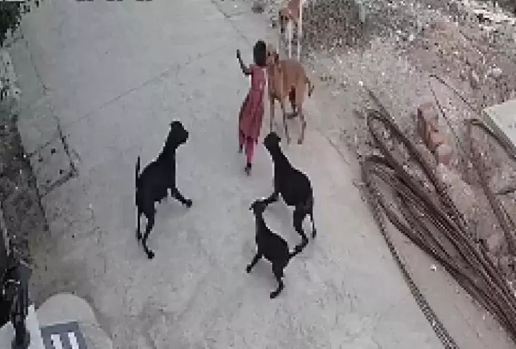 वीडियो देख आप के पैरों तले जमीन खिसक जायेगी! बच्ची चीखती रही, आवारा कुत्ते नोचते रहे; देखिए फिर कैसे बची जान वीडियो देख आप के पैरों तले जमीन खिसक जायेगी! बच्ची चीखती रही, आवारा कुत्ते नोचते रहे; देखिए फिर कैसे बची जान