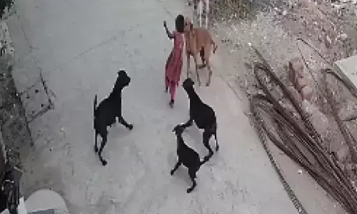 वीडियो देख आप के पैरों तले जमीन खिसक जायेगी! बच्ची चीखती रही, आवारा कुत्ते नोचते रहे; देखिए फिर कैसे बची जान वीडियो देख आप के पैरों तले जमीन खिसक जायेगी! बच्ची चीखती रही, आवारा कुत्ते नोचते रहे; देखिए फिर कैसे बची जान