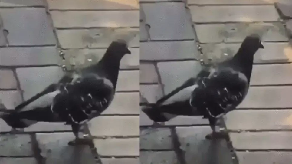 गजब: माइकल जैक्सन की तरह मूनवॉक कर रहा ये कबूतर, वायरल हुआ जबरदस्त डांस वीडियो