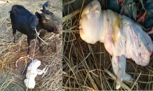 इंसान जैसी शक्ल वाले बच्चे को बकरी ने दिया जन्म