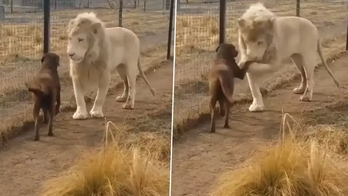जब कुत्ते के सामने आ गया खूंखार शेर, इसके बाद के नजारे को देखकर आपको नहीं होगा अपनी आंखों पर यकीन (Watch Viral Video)