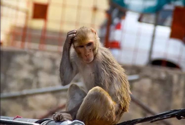 बंदर की करतूत से तीन माह के मासूम बच्चे की गई जान